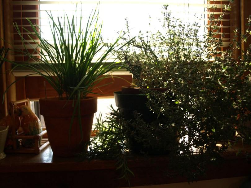 Medicinal Herbs