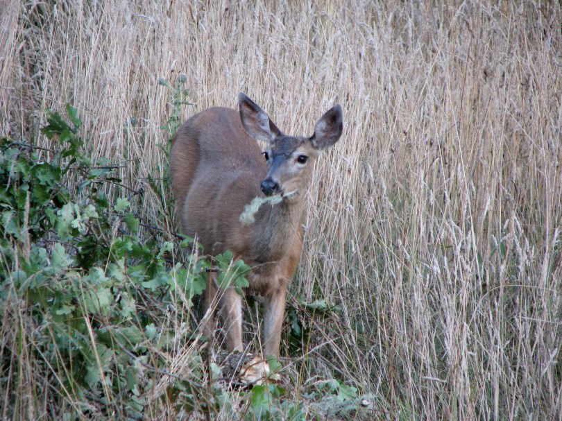Deer