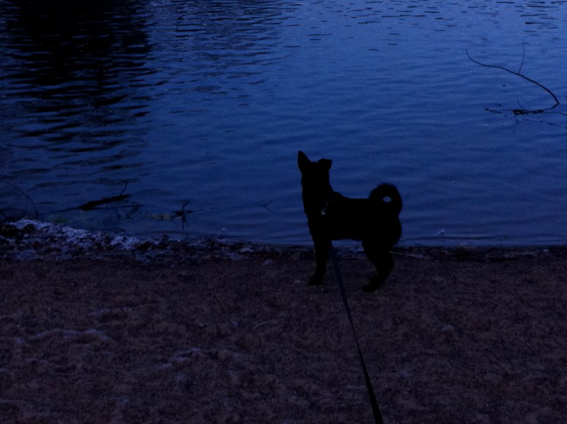 ... If your dog is fat, you're not getting enough exercise. ...