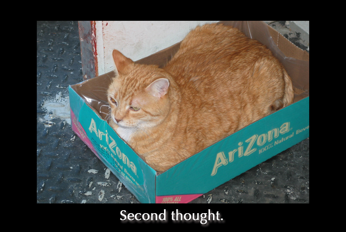 tabby cat