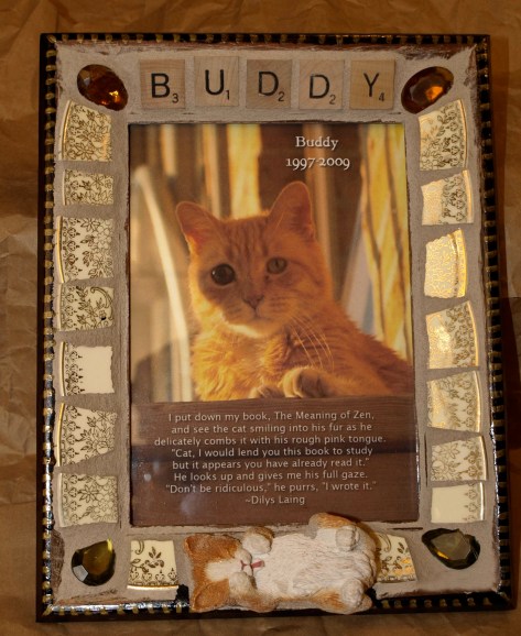 Buddy the Wonder Cat 