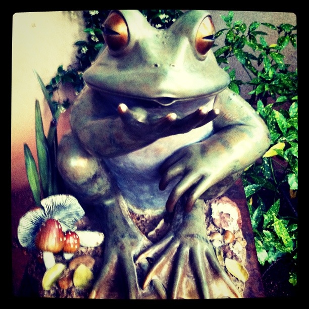 frog