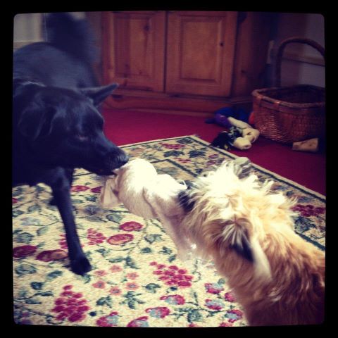 Rescue Dogs