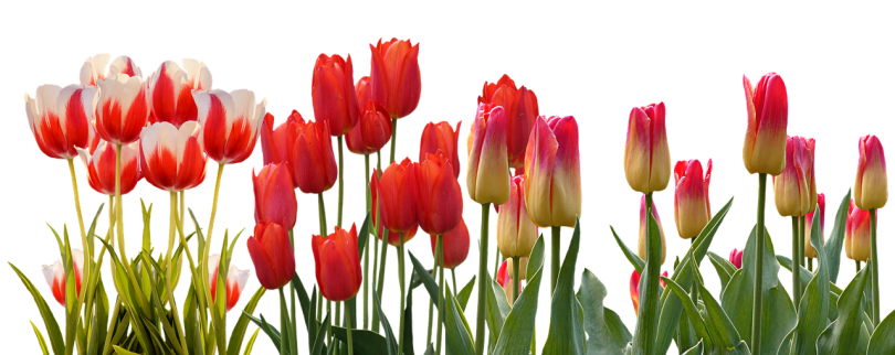tulips