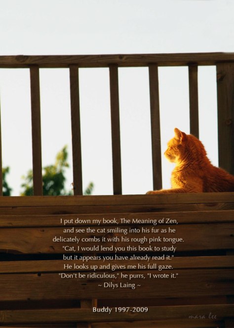 Buddy the Wonder Cat