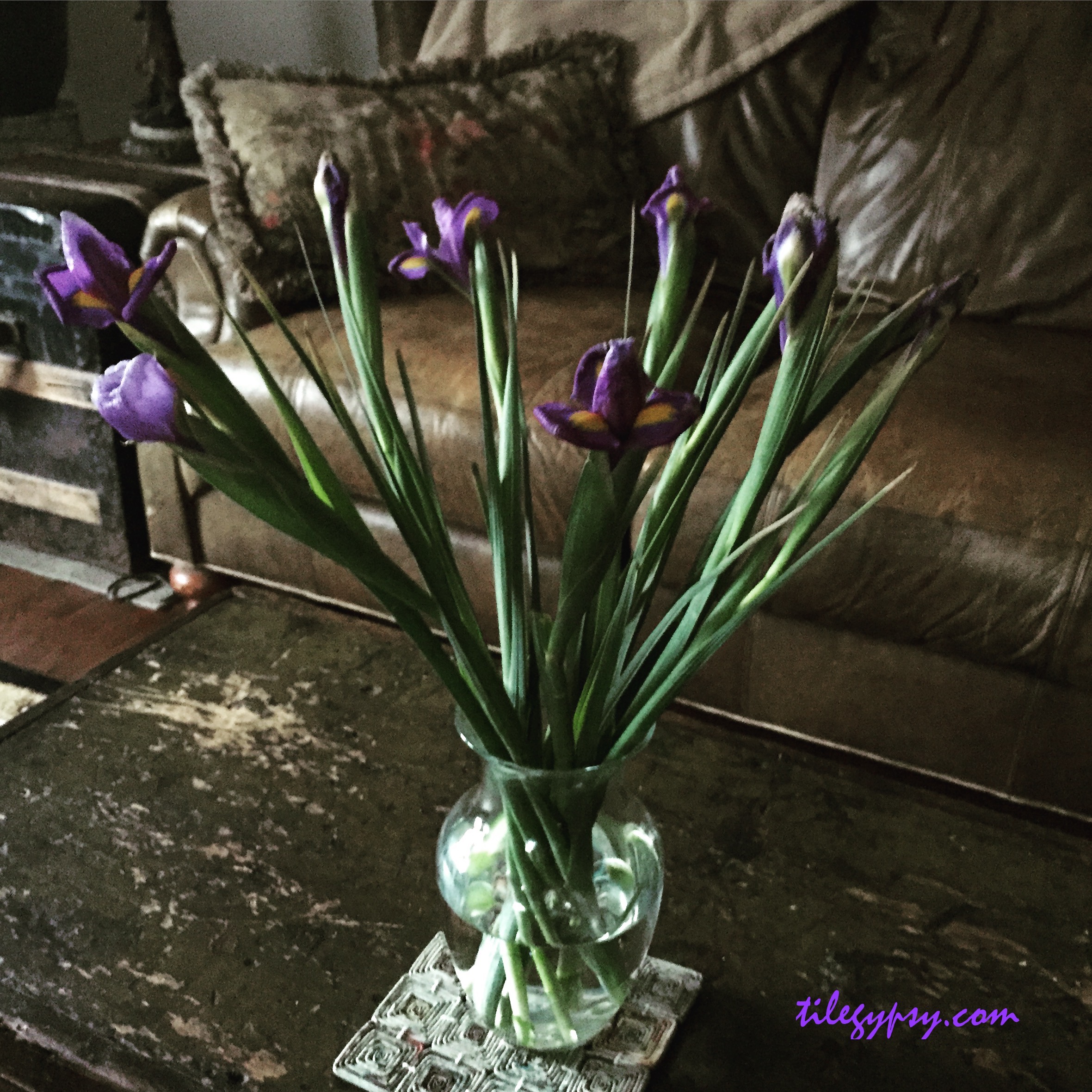 iris-flowers