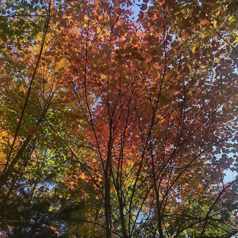 Autumn Leaves © Mara Lee