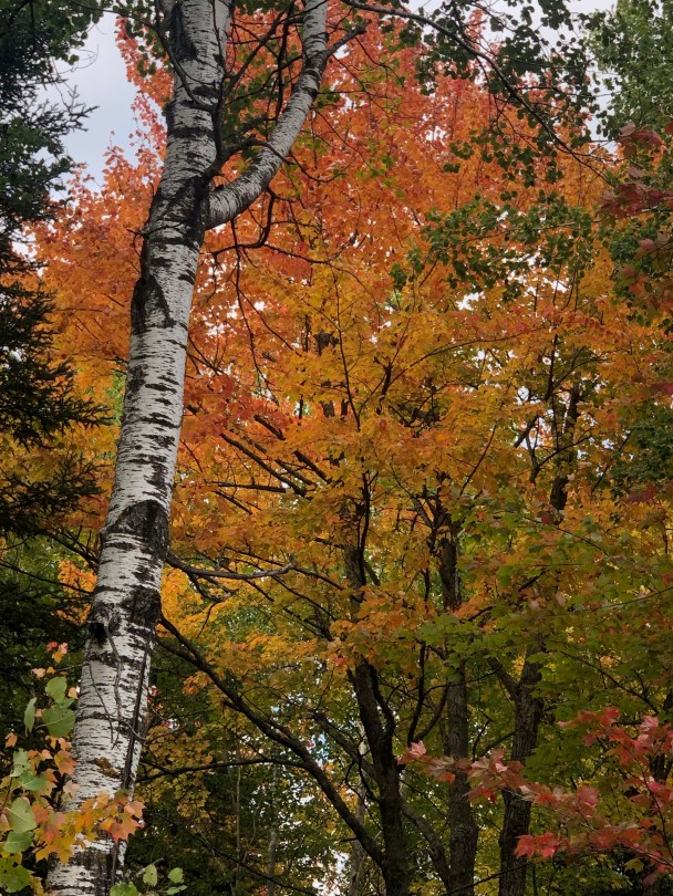 Fall Leaves © mara lee